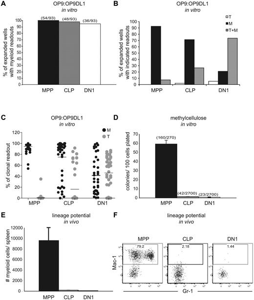 Figure 1. The substantial in vitro myeloid potential of DN1 cells is not reproduced in either methylcellulose assays or in vivo. (A) MPP, CLP, or DN1 cells were clone- sorted into 96-well plates containing a confluent layer of a 1:1 mixture of OP9:OP9DL1 stroma in the presence of Flt3L, SCF, IL-3, IL-6, M-CSF, GM-CSF, G-CSF, and IL-7. After 11 days, wells were analyzed by flow cytometry for lineage markers, and those with cells of the phenotype CD45.2+ CD25− Mac-1+ were scored as myeloid cells. Graphs show the percentage of expanded colonies that contained at least 1% myeloid cells within the hematopoietic readout. Parentheses above columns indicate the number of wells with myeloid readout out of the total number of wells plated (regardless of whether the sorted cells expanded). The clonal readouts were composed almost entirely of either T lineage cells or myeloid lineages. Dendritic cells, as defined by CD11c+ Gr1−, made up a minor component of the myeloid readout (Figure 2). Results are representative of 2 independent experiments. (B) Expanded wells from the assay in panel A were scored for colonies that contained T cells only, myeloid cells only, or T cells and myeloid cells. T cells were defined as CD45.2+ CD25+, and myeloid cells were defined as in panel A. The colonies had to contain at least 1% myeloid or T readouts to be scored for the respective lineage. (C) The percentage of myeloid or T cells, as defined earlier in the Figure 1 legend, in all wells with clonal expansion from the assay in panel A. (D) A total of 135 MPP, 1350 CLP, and 1350 DN1 cells were FACS-sorted into methylcellulose containing Flt3L, SCF, IL-3, IL-6, M-CSF, GM-CSF, and G-CSF in 2 separate experiments. After 6 days, colonies were counted, and the number of colonies per 100 cells plated was scored. Parentheses above columns indicate the total number of colonies per number of cells plated in the summation of the 2 experiments. Error bars represent the SD between plates. (E) A total of 5000 MPP, CLP, or DN1 cells were sorted from CD45.1 congenic donors and injected intravenously into sublethally irradiated recipients. After 7 days, splenic chimerism and lineages were assessed by flow cytometry. The graph shows the absolute number of donor-derived myeloid cells (CD45.1+Mac-1+CD11c−) per spleen. Error bars represent the SD between mice. (F) Representative flow cytometric plots of donor splenocytes, showing myeloid readout quantified in panel E. Plots are pregated for CD45.1+ (donor) and CD11c− cells.