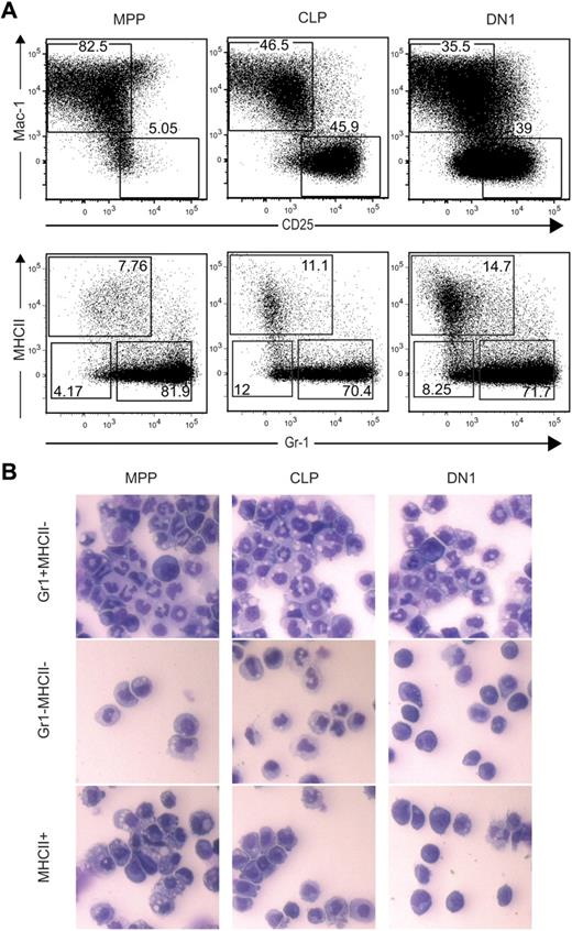 Figure 2. The OP9:OP9DL1 culture system supports development of multiple myeloid lineages from MPP, CLP, and DN1. (A) A total of 100 MPP, CLP, or DN1 cells were sorted into 24-well plates containing a confluent layer of a 1:1 mixture of OP9:OP9DL1 stroma in the presence of Flt3L, SCF, IL-3, IL-6, M-CSF, GM-CSF, G-CSF, and IL-7. After 11 days, wells were analyzed by flow cytometry. Upper plots are gated on donor-derived cells and show gates for Mac-1+CD25− myeloid cells and CD25+Mac-1− T cells; lower plots are gated on the donor-derived, Mac-1+CD25− cells from the upper plots, revealing 3 subpopulations of myeloid cells generated from all 3 sorted progenitors. (B) The Gr-1+MHCII−, Gr-1−MHCII−, and MHCII+ myeloid subsets shown in panel A were sorted, plated onto slides using a cytospin, and analyzed morphologically by Hemacolor stains.