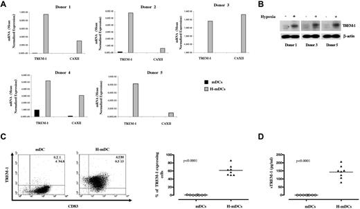 Figure 3. TREM-1 expression in H-mDCs. mDCs and H-mDCs were generated from different donors, CM was replaced on day 3 of generation with fresh medium supplemented with cytokines, and TREM-1 was analyzed at day 4 of culture. (A) TREM-1 mRNA expression. Total RNA was reverse-transcribed and tested for TREM-1 expression by quantitative RT-PCR. CAXII mRNA levels were assayed in parallel as positive control. Expression changes were evaluated as detailed in “Real-time RT-PCR.” Data are expressed as mean normalized gene expression values, calculated on the basis of triplicate measurements for each experiment/donor, relative to the values obtained for the reference genes. (B) TREM-1 protein expression. Total cell lysates were prepared from mDCs generated from 3 of the donors shown in panel A under normoxic (−) or hypoxic (+) conditions. Proteins (100 μg) were resolved on 10% SDS-PAGE, and the blots were hybridized with Abs directed to TREM-1 and β-actin as a loading control. A representative immunoblot is shown. Strong bands are seen at approximately 30 kDa, the expected TREM-1 molecular weight. (C) TREM-1 surface expression. mDCs and H-mDCs were double-stained with anti-CD83-FITC and anti-TREM-1-PE Abs and analyzed by flow cytometry on a FACScan, as specified in “Flow cytometry.” Cells were electronically gated according to their light scatter properties to exclude cell debris. Left panel: Results from one of 8 independent experiments are shown as dot plots. The percentage of single- and double-positive cells is indicated: TREM-1/CD83 double-positive cells are contained in the top right quadrant, whereas CD83 and TREM-1 single-positive cells are contained in the bottom right and top left quadrants, respectively. Cells stained with control Abs were contained the bottom left quadrants. Right panel: Data are expressed as percentage of TREM-1+ cells within CD83+ mDCs and H-mDCs generated from 8 individual donors (dots). Horizontal lines represent median values for each group. P value by the Student t test is indicated. (D) sTREM-1 secretion. Cell-free supernatants were harvested and assayed for sTREM-1 content by ELISA. Data were obtained from the same preparations analyzed in panel C and are expressed as picograms/1 × 106 cells/mL (dots). Horizontal lines represent median values for each group. P value by the Student t test is indicated.