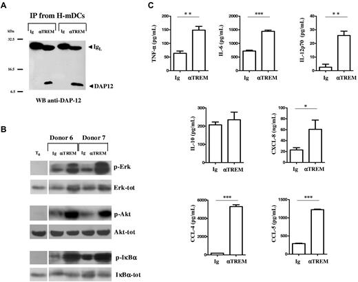 Figure 6. Activation of H-mDCs by TREM-1 cross-linking. (A) mDCs were generated under hypoxic conditions from 2 different donors, and total cell lysates were subjected to immunoprecipitation with anti-TREM-1 mAb or control IgG1. The precipitates were resolved on a 12% SDS-PAGE and immunoblotted with anti-DAP12 mAb, as described in “Western blot analysis and immunoprecipitation.” DAP12 and Ig light chain (IgL) are indicated by arrows. Molecular weight markers are given at the side. (B-C) H-mDCs were seeded onto plates precoated with agonist anti-TREM-1 mAb or control IgG1 at 10 μg/mL, after extensive washing to remove cytokines, and cultured for 20 minutes (B) or 24 hours (C) under hypoxic conditions. (B) Protein phosphorylation. Cell lysates (40 μg) were resolved on 10% SDS-PAGE and immunoblotted with Abs antiphospho (p)-ERK, Akt, and IκBα. Abs against the nonphosphorylated forms (tot) were used as loading controls. Representative experiments performed with cells from 2 different donors are shown. T0 indicates H-mDCs from one of the donors not subjected to Ab cross-linking, used as a negative control of phosphorylation. The figure was arranged by combining the lanes containing not-crosslinked samples (T0) with those containing samples subjected to cross-linking from different parts of the same gel. (C) Cytokine production. CM was assayed for TNF-α, IL-6, IL-12p70, IL-10, CXCL8, CCL4, and CCL5 content by specific ELISA. Results are expressed as picograms or nanograms/8 × 105 cells/mL and are represented as the mean ± SE of 3 different experiments. Values significantly different from those of H-mDCs cross-linked with IgG1: * P < .05; **P < .001; ***P < .0001.
