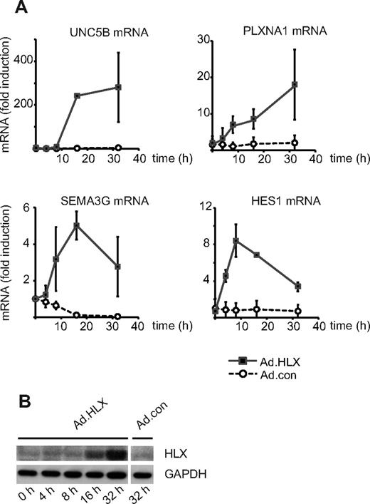 Figure 1. HLX up-regulates genes for repellent cell-guidance molecules and a transcriptional repressor of the Notch signaling pathway. (A) Real-time RT-PCR analysis of UNC5B, PLXNA1, SEMA3G, and HES1 mRNA: HUVECs were transduced for 4, 8, 16, and 32 hours with recombinant adenoviruses encoding HLX (Ad.HLX) or control viruses (Ad.con) using an MOI of 20. Total RNA was isolated and real-time RT-PCR performed as described in “Real-time RT-PCR analysis.” Values were normalized to β2-microglobulin mRNA as internal standard. Mean values ± SD calculated from triplicate wells are depicted as fold induction of the mRNA levels obtained after infection with Ad.HLX (■) or Ad.con (○) compared with noninfected cells. Results of 1 representative experiment of 3 independently performed are shown. (B) Western blot analysis of HLX: Total cell lysates were prepared from HUVECs nontransduced (0 hours) or tranduced with Ad.HLX (4, 8, 16, and 32 hours) or with Ad.con for 32 hours using an MOI of 20. Cells were harvested and proteins were separated by SDS- PAGE. Membranes were probed with anti-HLX and anti-GAPDH antibodies.