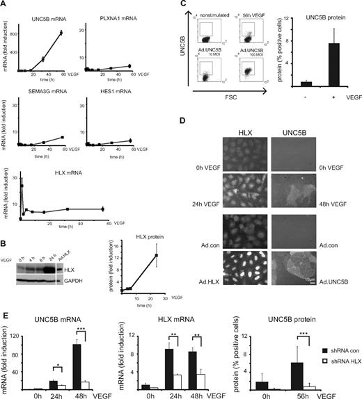 Figure 2. VEGF up-regulates HLX and UNC5B in endothelial cells. (A) Real-time RT-PCR analysis of UNC5B, PLXNA1, SEMA3G, HES1, and HLX mRNA: HUVECs were cultured to density, starved overnight in EBM-2 medium without supplements and then induced with 100 ng of VEGF/mL for 1, 2, 4, 8, 16, 32, and 56 hours. Total RNA was isolated and mRNA levels were determined by real-time RT-PCR. All values were normalized to β2-microglobulin mRNA as internal standard. Results displayed represent the mean of fold induction ± SEM of the respective mRNA levels calculated from triplicate wells. One representative experiment of 3 performed is shown. (B) Western blot analysis of HLX: Total cell lysates were prepared from HUVECs induced with 100 ng/mL VEGF for 4, 6, and 24 hours and HUVECs transduced with adenoviruses encoding HLX (Ad.HLX) for 72 hours. Cells were harvested and proteins were separated by SDS-PAGE. Membranes were probed with anti-HLX and anti-GAPDH antibodies. The left panel displays one exemplary blot, the right panel the quantification obtained from 3 independent experiments. (C) Flow cytometric analysis of UNC5B surface expression after VEGF induction: HUVECs starved as described in panel A were induced with VEGF-A for 56 hours or kept without stimulation. Cells were detached from the plates, stained with UNC5B and Alexa Fluor 647–labeled goat–anti-human IgG antibodies, and subjected to flow cytometry. The left panel displays representative dot blots of untreated, 56-hour VEGF-induced and control samples transduced for 56 hours with an UNC5B adenovirus. The right panel shows the quantification of 3 independent experiments performed in triplicates. Mean percentage of positive cells ± SEM calculated from at least 3 independent experiments is displayed. (D) Immunocytochemistry analysis of HLX and UNC5B after VEGF induction: HUVECs were induced for 24 and 48 hours; cells were fixed and stained with anti-HLX and anti-UNC5B antibodies. The top panels display the VEGF induction, the lower panels a control experiment using transduction with HLX and UNC5B-expressing adenoviruses. (E) Up-regulation of UNC5B by VEGF-A is HLX-dependent: HUVECs transduced with lentiviruses containing shRNA.con and shRNA.HLX for 48 hours were starved overnight and then induced with VEGF for 24, 48, or 56 hours as indicated. Cells were harvested and UNC5B mRNA and protein were analyzed by real-time RT-PCR and flow cytometry, respectively. The left and middle panels display fold induction of UNC5B mRNA ± SD or HLX mRNA ± SD (as a control) in comparison to noninduced control shRNA cells as calculated from 1 experiment representative of 4 performed in triplicates. The right panel displays the percentage of UNC5B-positive cells ± SD as measured by flow cytometry in a representative experiment performed in triplicates.