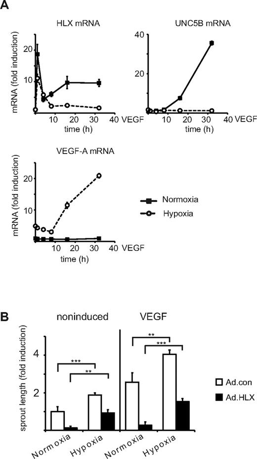 Figure 5. Under hypoxic conditions VEGF-mediated up-regulation of HLX and UNC5B mRNA is strongly reduced whereas sprouting activity is increased. (A) Comparison of VEGF-A effects on HLX, UNC5B, and VEGF-A mRNA under hypoxic and normoxic conditions: Starved HUVECs were treated with VEGF-A and were kept under normoxic or hypoxic conditions for 4, 8, 16, and 32 hours. The sample for the 1-hour value was kept under hypoxic conditions already for 4 hours before addition of VEGF. Cells were harvested and the RNA was isolated and subjected to real-time RT-PCR analysis. One representative experiment of 3 performed in triplicates is displayed. The values depict the mean of triplicates ± SEM. (B) Comparison of sprouting activity under hypoxic and normoxic conditions: HUVECs infected with Ad.con or Ad.HLX (20 MOI each) for 1 day were used in the spheroid sprouting assay. Normoxic or hypoxic conditions were used immediately after embedding into the collagen gel concomitant with VEGF addition. Results are displayed as fold induction ± SEM of total sprout length in comparison to spheroids incubated at normoxic conditions without VEGF. **P < .005, ***P < .001, t test.