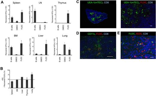 Figure 2. Migration of APCs. (A) Donor BALB/c APC subsets were labeled with CFSE and injected IV into B6 mice (n = 4); 24 hours later, migration of APCs to various organs and tissues was determined by detecting CFSE+ cells using flow cytometric analysis. (B) Comparison of homing of cDCs and pDCs (n = 4). The horizontal dashed line indicates the percentage of cDCs in the input sample. (C-E) Immunostaining of frozen sections of the thymus injected with CMRA- or CFSE-labeled FLDCs. Frozen sections of thymus were stained with Cy5–anti-CD8 (53-6.7) mAb, the lectin UEA-1, biotin–anti-CD11c (N418) mAb, and PE–anti-B220 mAb, respectively. Scale bars represent 200μm (C left) or 20μm (C right, D-E). Data in all panels are representative of 3 independent experiments.