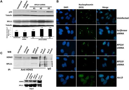 Figure 3. Partial knockdown of RPS14 leads to binding of RPL11 to HDM2. (A) Western blots showing the increased levels of p53 and RPL11 in A549 cells expressing the indicated shRNAs for 72 hours. Tubulin was used as a loading control. (B) Immunofluorescent images of discrete or disrupted nucleoli in A549 cells expressing the indicated shRNAs or cells treated with 10 ng/mL actinomycin D (Act. D) for 12 hours, respectively. Nucleoli were stained with an antibody against nucleophosmin (B23). Images were visualized with a fluorescent microscope (Olympus IX71) and with the 100× objective lens (Carl Zeiss) and analyzed using IPlab 3.6.5 software. Cells were mounted in Vectashield mounting medium containing 4,6-diamidino-2-phenylindole as counterstain for DNA. Images were visualized with Olympus PLanF1 using 100×/1.30 Oil objective (Carl Zeiss) and captured using SensiCam High Performance camera (The Cooke Corporation). (C) Immunoprecipitation of A549 cell lysates was performed using anti-HDM2 or normal rabbit IgG antibodies. Western blots show the levels of HDM2 and RPL11 in the immunoprecipitates.