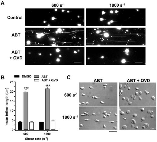 Figure 2. Caspase-dependent cleavage of cytoskeletal proteins induces a shear-specific defect in platelet membrane tether stability. (A) DiIC12-labeled washed human platelets in the presence of 1 mg/mL ristocetin were perfused over human VWF-coated microchannels and allowed to adhere for 10 minutes in the absence of shear. Shear was applied (at a rate of 600 or 1800 s−1), and platelet adhesive behavior was captured using Metamorph software. Single frame fluorescence images (after subjecting to a low pass filter of 3) show the formation of long membrane tethers from ABT-737–treated (1μM) platelets, which is prevented by pretreatment with Q-VD-OPh (50μM). Scale bar represents 10 μm. (B) Quantitation of mean tether length from 3 independent experiments demonstrates a significant increase in membrane tether length in ABT-737–treated platelets compared with control and QV-D-OPh–treated platelets. ***P < .001. (C) DIC images of platelets demonstrating membrane tethers and the loss of discoid platelet morphology after treatment with ABT-737 and prevention by Q-VD-OPh are shown under the same shear conditions as in panel A. Scale bar represents 10 μm.