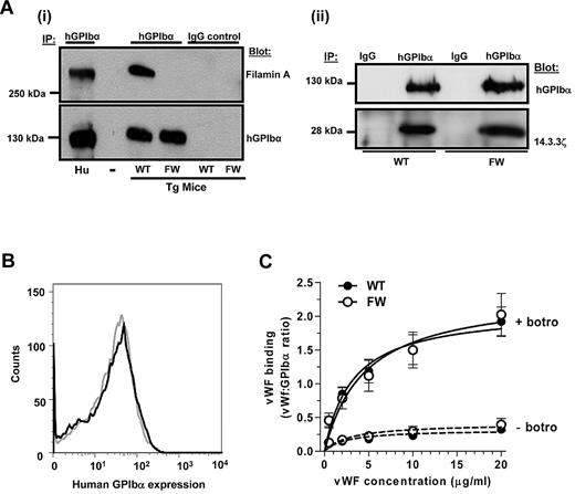 Figure 3. Characterization of hGPIbα transgenic mice. (A) hGPIbα was immunoprecipitated from human platelets or hGPIbαWT (WT) and hGPIbαFW (FW) transgenic mouse platelet lysates using 10 μg/mL ALMA.12 mAb (hGPIbα) or an isotype-matched control mAb (immunoglobulin G control). The presence of filamin A was detected using pAb H-300 (Ai), and human GPIbα was immunoblotted with WM23 mAb (Ai-ii). Data shown are from 1 experiment representative of 3 performed. Substitution of Phe568 and Trp570 to alanine completely disrupts the interaction between GPIbα and filamin A but has no negative impact on 14.3.3ζ binding to GPIb (Aii). (B) Flow cytometric analysis of hGPIbα expression on the surface of hGPIbαWT (black line) and hGPIbαFW (gray line) platelets in whole blood samples (1:10 dilution) and stained with anti–human CD42b-PE mAb demonstrating that loss of filamin A binding has no effect on receptor surface expression. (C) Alexa Fluor 488-VWF binding to hGPIbα expressed on transgenic platelets was measured in the presence of 5 μg/mL botrocetin and 20 μg/mL Xia.B2 murine GPIbα blocking antibody. No differences were measured between hGPIbαWT and hGPIbαFW platelets over all concentrations of VWF (1-20 μg/mL).
