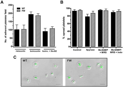Figure 4. Adhesion and spreading of transgenic mouse platelets to immobilized VWF under static conditions is unaffected by loss of filamin A interaction. (A) hGPIbαWT and hGPIbαFW platelets were allowed to adhere to human VWF (5 μg/mL) for 60 minutes in the presence of ristocetin (1.5 mg/mL), botrocetin (5 μg/mL), or botrocetin + Xia.B2 murine GPIbα blocking antibody (20 μg/mL). Results are mean (± SEM) from at least 4 independent experiments and demonstrate no significant difference in the total number of adherent platelets under all conditions tested. Ristocetin-dependent adhesion and botrocetin-dependent adhesion in the presence of Xia.B2 are identical and represent adhesion to human VWF mediated specifically by hGPIbα. (B) Platelet spreading on VWF (+ 1.5 mg/mL ristocetin) was analyzed from DIC images (at least 3 separate fields from 3 independent experiments) and demonstrated no significant difference between hGPIbαWT and hGPIbαFW platelets. Platelets treated with inhibitors of ADP and thromboxane (1 U/mL apyrase, a combination of 10μM MeSAMP and 100μM MRS2179, or MeSAMP/MRS2179 and 10μM indomethacin) demonstrated that integrin αIIbβ3 activation occurred directly downstream from GPIbα without a contribution from these secondary mediators. (C) Oregon Green fibrinogen binding to platelets adherent to human VWF (in the presence of 1.5 mg/mL ristocetin) was no different between hGPIbαWT and hGPIbαFW mice, indicating that integrin αIIbβ3 activation is unaffected by the loss of filamin A binding to GPIbα. DIC and fluorescent images were overlayed using Metamorph and are representative of 4 independent experiments. Scale bar represents 10 μm.