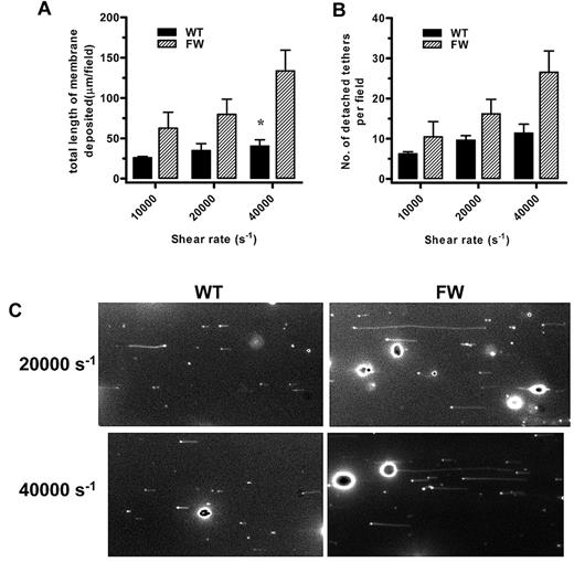 Figure 5. Shear-dependent membrane tether formation. (A-B) DiIC12-labeled transgenic platelets were perfused over human VWF at a rate of 1800 s−1 followed by an increase in shear rate to 10 000, 20 000, or 40 000 s−1. Metamorph stacks (500 frames) were acquired at approximately 3 fields per flow, and 5 fields per flow were analyzed for total length of membrane deposited and number of tethers deposited on the VWF matrix as mean (± SEM) for n = 4-5 independent experiments, *P < .05). (C) Typical fields are shown at a rate of 20 000 and 40 000 s−1 to demonstrate the significant difference between hGPIbαFW and hGPIbαWT (also shown in supplemental Video 1).