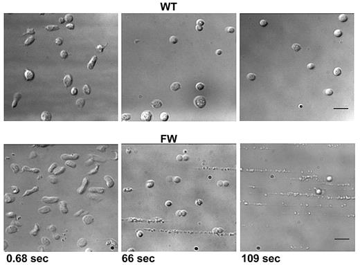 Figure 7. High shear–dependent platelet disintegration. Whole blood from transgenic mice was perfused into human VWF-coated microchannels at a rate of 1800 s−1. The shear rate was increased to 40 000 s−1, and platelet adhesion was monitored for up to 3 minutes. Single frame images were captured at the time points indicated. hGPIbαWT platelets progressively adopted a spherical morphology while maintaining rolling adhesion. In contrast, those hGPIbαFW platelets still able to maintain their adhesion were observed to progressively lose their normal structure, becoming highly vesiculated followed by complete disintegration (also shown in supplemental Video 3). Scale bar represents 5 μm.