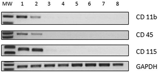 Figure 2. RNA expression (RT-PCR) of myeloid lineage–associated antigens (CD45, CD115, and CD11b) and GAPDH (internal control). Lane 1, peripheral blood mononuclear cells (positive control); lane 2, CFU-ECs from healthy control; lanes 3-5, E-CFCs at passages I obtained in 3 different patients with JAK2V617F E-CFCs; lane 6-8, E-CFCs at passages IV obtained from the same 3 patients. MW indicates molecular weight marker (50 base pair); GAPDH, glyceraldehyde-3-phosphate dehydrogenase.