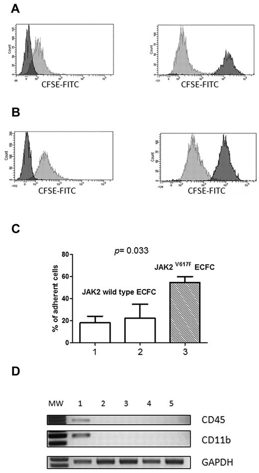 Figure 5. CFSE-labeled mononuclear cell adhesion to E-CFCs. Representative experiments showing (left) the cytofluorimetric analysis of unstained peripheral blood mononuclear cells (negative control) and (right) the number of CFSE-labeled mononuclear cells bound by E-CFCs (A) in a healthy control and (B) in a patient with JAK2V617F-positive E-CFCs. (C) Percentages of mononuclear cells adherent to normal E-CFCs (plot 1, mean values ± SEM of 4 healthy controls), to JAK2 wild-type E-CFC (plot 2, mean values ± SEM of 2 patients), and to JAK2V627F-mutated E-CFCs (plot 3, mean values ± SEM of 4 patients). (D) RNA expression (RT-PCR) of CD45, CD11b, and GAPDH (internal control) in E-CFCs recovered from the adhesion assay, at early or late passages. Lane 1 shows peripheral blood mononuclear cells (positive control); lanes 2 and 3, JAK2 wild-type E-CFCs isolated from a patient with MPN at passages I and IV; lanes 4 and 5, JAK2V617F E-CFCs at passages I and IV. FITC, fluorescein isothiocyanate; MW, molecular weight marker (50 base pair); GAPDH, glyceraldehyde-3-phosphate dehydrogenase.