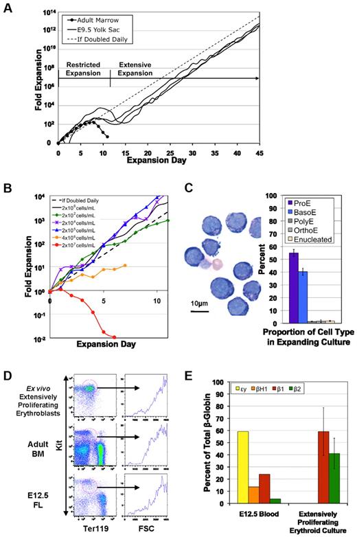 Figure 1. Cell cultures initiated from embryonic tissues are capable of yielding extensively proliferating erythroid cells. (A) Cells were grown in erythroid expansion media. Erythroid cells derived from adult bone marrow proliferated ∼ 103-fold, whereas those from the 3 independent E9.5 yolk sac cultures each proliferated > 1012-fold. (B) Cells were grown as in panel A but were maintained at indicated cell concentrations. Cells exhibit a slowed growth rate and increased death at concentrations of ≥ 4 × 106 cells/mL or higher, but no changes in kinetics were observed at concentrations < 2 × 106cells/mL. (C) Most of the extensively proliferating cells resemble proerythroblasts (ProE) and basophilic erythroblasts (BasoE). The cultures also contain a small number of polychromatophilic (PolyE) and orthochromatic (OrthoE) erythroblasts, as well as reticulocytes (mean ± SEM; N = 16). (D) Ter119 and Kit levels of ex vivo extensively proliferating erythroblasts, adult bone marrow (BM) cells, and E12.5 fetal liver (FL) cells. Most extensively proliferating erythroblasts are Kithigh/Ter119low. Kithigh/Ter119low cell populations (red circles), with similar forward scatter (FSC) characteristics are found in the adult marrow and E12.5 fetal liver. One of 3 representative experiments is shown. (E) Extensively proliferating erythroid cells express small amounts of adult (β1 and β2), but no embryonic (ϵy and βH1), β globin transcripts (mean ± SEM; N = 3). In contrast, circulating blood cells from E12.5 of gestation, composed predominantly of primitive erythroblasts, express both embryonic and adult β-globin gene transcripts.