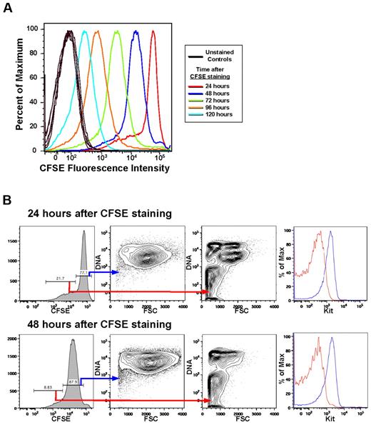 Figure 2. Most of the cells in the expansion culture divide once daily and maintain their large size and Kithigh phenotype. (A) Staining characteristics of ex vivo extensively expanding erythroid cultures indicate that most of the cells divide once daily. There is also a minor population of cells that divide 2 or 3 times in 24 hours. Results from 1 of 3 experiments are shown. (B) The major cell population that divides only once daily is composed of large (FSChigh), nucleated (DNAhigh), Kithigh cells that retain these characteristics from day to day (blue lines), shown for 24 and 48 hours of culture after CFSE staining. In contrast, the minor, rapidly dividing population is composed of smaller (FSClow), Kitlow cells, many of which are enucleated (DNAlow/−; red lines). These results suggest that the minor population consists of terminally maturing erythroid cells.