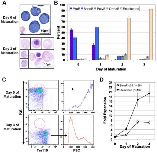 Figure 3. ESREs are capable of terminal erythroid maturation. (A) Proliferating ESREs transferred from erythroid expansion media to erythroid maturation media mature from proerythroblasts to orthochromatic erythroblasts and enucleated erythrocytes over 3 days. The lower panel is a composite of cells from a single photograph of a cytospin preparation. (B) The kinetics of ESRE maturation. Over the course of 3 days ESREs transition from immature erythroblasts into > 90% enucleated erythrocytes (mean ± SEM; N = 16 independent maturation cultures). (C) Proliferating ESREs have a high FSC and are KithighTer119low cells (upper left). After maturation, the cells decrease in size (FSC; upper right compared with lower right), down-regulate Kit, and up-regulate Ter119 (upper left compared with lower left). One of 3 representative experiments is shown. (D) ESREs grown in StemPro34-based erythroid expansion media, when transferred to erythroid maturation media, yield an 8-fold increase in cell number over the course of 3 days (mean ± SEM; N = 36). ESREs grown in StemSpan-based erythroid expansion media, when transferred to erythroid maturation media, yield a 19-fold increase in cell number over the course of 3 days (mean ± SEM; N = 13).