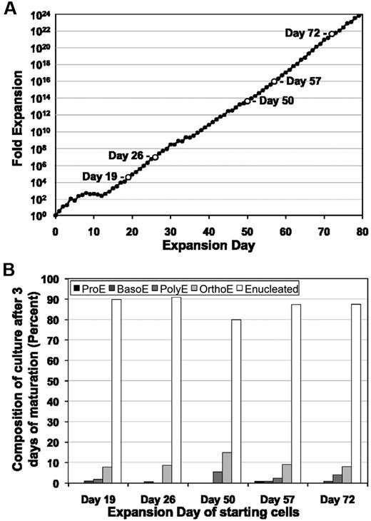 Figure 4. ESREs maintain their ability to mature despite extensive proliferation ex vivo. (A) The capability of ESREs to mature was tested sequentially (open time points) during continued ESRE culture. (B) ESREs from time points listed in panel A were placed into erythroid maturation media, and the kinetics of erythroid cell maturation was analyzed by morphological evaluation of cytospun cells. ESREs maintain the capability to completely mature with the same kinetics after 3 days in erythroid maturation media despite prolonged culture ex vivo.