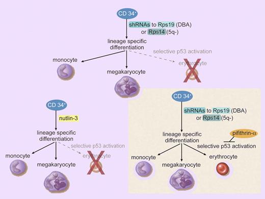 The effects of decreased expression of ribosomal proteins and p53 activation on myeloid differentiation. Top, reduced expression of Rps19 and Rps14, ribosomal proteins affected in Diamond-Blackfan anemia and 5q− syndrome, respectively, selectively affects erythroid differentiation from human CD34+ progenitors. Bottom left, treatment with nutlin-3, which results in p53 activation, mimics the effect of reduced ribosomal protein expression. Bottom right, pifithrin-α, an inhibitor of p53 activation, rescues the effect of reduced ribosomal protein expression on erythropoiesis. (Professional illustration by Debra T. Dartez.)
