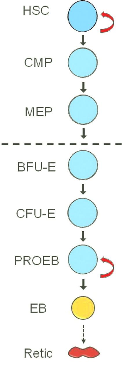 In vitro differentiation of definitive erythroid cells from the mid-gestation murine fetus. Erythroid lineage differentiation begins with hematopoietic stem cell (HSC) commitment to differentiation (first solid arrow) and ends with enucleation (dashed arrow) of the erythroblast (EB) to form the reticulocyte (Retic). Stages shown are part of a continuum with multiple cell divisions at and between the successive stages. Stages below the dashed line are committed to erythroid differentiation, whereas those above the dashed line have potential to differentiate along nonerythroid lineages. The open reflexive arrows designate stages with long-term or extensive self-renewal capacity. Orange and red designate terminal differentiation stages with progressive hemoglobin accumulation. CMP indicates common myeloid progenitor; MEP, megakaryocytic-erythroid progenitor; BFU-E, burst-forming unit–erythroid; CFU-E, colony-forming unit–erythroid; and PROEB, proerythroblast.