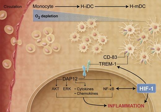 Effects of decreased oxygen concentrations on DC maturation and function. (Professional illustration by A. Y. Chen.)