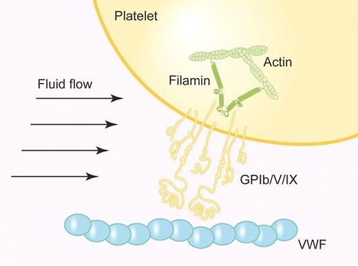 Representation of GPIb/V/IX-mediated platelet recruitment to VWF under flow. The GPIbα subunit of GPIb/V/IX links to the actin membrane skeleton through filamin A, stabilizing the plasma membrane and supporting the adhesion of platelets to VWF under high shear. (Professional illustration by Paulette Dennis.)