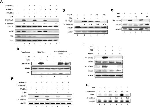 Figure 1. CK2 is required for OSM-induced STAT activation and gene expression. (A-E) Cell lysates were immunoblotted with the indicated antibodies. (A) MEFs were transfected with nontarget (NT) siRNA (100nM), CK2α siRNA (100nM), CK2β siRNA (100nM), or CK2α (50nM) plus CK2β siRNA (50nM) for 48 hours, then stimulated with 1 ng/mL of OSM for 10 minutes. The densitometric ratios of p-Y-STAT-3 versus STAT-3 were calculated. The values shown in lanes 4, 6, and 8 were compared with that of lane 2 (control, no inhibition) and the percentage of inhibition was determined. (B) MEFs were pretreated with 25-100μM TBB for 2 hours and then stimulated with 1 ng/mL of OSM for 10 minutes. The densitometric ratios of p-Y-STAT-3 versus STAT-3 were calculated. The values shown in lanes 3, 4, and 5 were compared with that of lane 2 (control, no inhibition) and the percentage of inhibition was determined. (C) MEFs were pretreated with TBB (50μM) for 2 and 4 hours and then stimulated with 0.1 ng/mL of OSM for 30 minutes. (D) MEFs were transfected with HA-CK2α or CK2α-inhibitor–resistant constructs for 24 hours, pretreated with TBB (50μM) for 2 hours and then stimulated with 1 ng/mL of OSM for 30 minutes. (E) MEFs were pretreated with CK2 inhibitors for 2 hours and then treated with OSM (10 ng/mL) for 30 minutes. (F) MEFs were transfected with nontarget (NT) siRNA (100nM), CK2α siRNA (100nM), CK2β siRNA (100nM), or CK2α (50nM) plus CK2β siRNA (50nM) for 48 hours, then stimulated with 0.1 ng/mL of OSM for 30 minutes. RNA was prepared and analyzed by RT-PCR for expression of SOCS-3 and GAPDH. The densitometric ratios of SOCS-3 versus GAPDH were calculated. The values of lanes 4, 6, and 8 were compared with that of lane 2 (control, no inhibition) and the percentage of inhibition was determined. (G) MEFs were pretreated with TBB (50μM) for 2 hours and then stimulated with different concentrations of OSM (0.1-0.5 ng/mL). Total mRNA was extracted and analyzed by RPA with probes specific to SOCS-3 and GAPDH (loading control). The densitometric ratios of SOCS-3 versus GAPDH were calculated. The value of lane 4 was compared with that of lane 3 (control, no inhibition), the value of lane 6 was compared with that of lane 5, and the percentage of inhibition was determined.