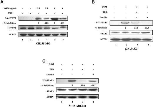 Figure 2. Inhibition of OSM-induced STAT-3 activation in human solid tumor cell lines by CK2 inhibitors. (A-C) Cell lysates were immunoblotted with the indicated antibodies. (A) CH235 human astroglioma cells were pretreated with TBB (50μM) for 2 hours and then stimulated with different concentrations of human OSM (0.5 and 1 ng/mL) for 30 minutes. The densitometric ratios of p-Y-STAT-3 versus STAT-3 were calculated. The value of lane 4 was compared with that of lane 3 (control, no inhibition), the value of lane 6 was compared with that of lane 5, and the percentage of inhibition was determined. γ2A-JAK2 human fibrosarcoma cells (B) and MDA-MB-231 human breast cancer cells (C) were pretreated with TBB (50μM) or emodin (50μM) for 2 hours and then stimulated with 0.5 ng/mL of human OSM for 30 minutes. The densitometric ratios of P-Y-STAT-3 versus STAT-3 were calculated. The values of lanes 3 and 4 were compared with that of lane 2 (control, no inhibition) and the percentage of inhibition was determined.