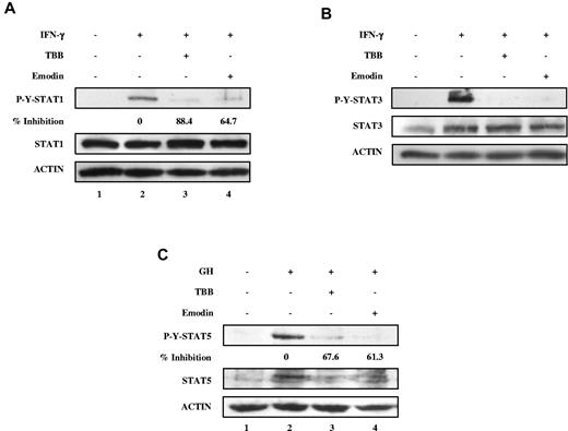 Figure 3. Inhibition of IFN-γ and GH signaling pathways by CK2 inhibitors. (A-C) Cell lysates were immunoblotted with the indicated antibodies. (A) MEFs were pretreated with TBB (50μM) or emodin (50μM) for 2 hours and then stimulated with 5 ng/mL of IFN-γ for 30 minutes. The densitometric ratios of P-Y-STAT-1 versus STAT-1 were calculated. The values of lanes 3 and 4 were compared with that of lane 2 (control, no inhibition) and the percentage of inhibition was determined. (B) MEFs were pretreated with TBB (50μM) or emodin (50μM) for 2 hours and then stimulated with 5 ng/mL of IFN-γ for 30 minutes. (C) γ2A-GHR-JAK2 cells were pretreated with TBB (50μM) or emodin (50μM) for 2 hours and then stimulated with 250 ng/mL of GH for 10 minutes. The densitometric ratios of P-Y-STAT-5 versus ACTIN were calculated. The values of lanes 3 and 4 were compared with that of lane 2 (control, no inhibition) and the percentage of inhibition was determined.