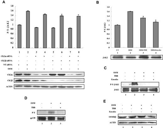 Figure 4. CK2 is required for OSM-induced JAK2 and JAK1 activation. (A) MEFs were transfected with nontarget (NT) siRNA (100nM), CK2α siRNA (100nM), CK2β siRNA (100nM), or CK2α (50nM) plus CK2β siRNA (50nM) for 48 hours and then stimulated with 5 ng/mL of OSM for 10 minutes. (B-C) MEFs were pretreated with TBB (50μM) or emodin (50μM) for 2 hours and then stimulated with 5 ng/mL OSM for 10 minutes. (A-B) The protein concentration of the cell lysates was measured in duplicate and 65 μg of total protein was analyzed for JAK2 pYpY 1007/1008 expression by ELISA and normalized to JAK2 expression, which is not affected by CK2 siRNAs. The value of the untreated sample was arbitrarily set as 1. Three independent experiments were performed and error bars show ± SD. *P < .05. Cell lysates were immunoblotted with the indicated antibodies (lower panels). (C) Cell lysates were blotted with the indicated antibodies. (D) MEFs were pretreated with TBB (50μM) for 2 hours and then stimulated with 10 ng/mL of OSM for 30 minutes. Lysates were immunoprecipitated with anti-gp130 antibody and analyzed by immunoblotting. The blot was detected with anti-phosphotyrosine antibody and then reprobed with gp130 antibody after stripping. (E) MEFs were pretreated with TBB (50μM) or emodin (50μM) for 2 hours and then stimulated with 0.1 ng/mL of OSM for 30 minutes. Cell lysates were immunoblotted with the indicated antibodies.