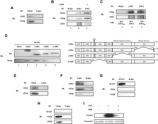 Figure 5. Co-IP of endogenous CK2 with JAK1 and JAK2 and phosphorylation of JAK2 by CK2 in vitro. Lysates of γ2A-JAK2 cells were immunoprecipitated (IP) with anti-CK2α and normal goat IgG (G-IgG, negative control) (A, E, H) or with anti-STAT-3, anti-JAK1, or normal rabbit IgG (R-IgG, negative control) (F-G). (B) γ2A-JAK2 cells were untreated or treated with 5 ng/mL of OSM for 15 minutes. Cell lysates were immunoprecipitated with the indicated antibodies. (C) Lysates of γ2A-GHR-JAK2 cells (lane 2) and γ2A-GHR-JAK2KD cells (lanes 1 and 3) were immunoprecipitated with the indicated antibodies. (D) Left panel: 293T cells were transfected with HA-tagged JAK2 full-length or deletion constructs, immunoprecipitated, and immunoblotted (IB) with the indicated antibodies. Right panel: schematic presentation of the proteins encoded by JAK2 constructs. The deleted amino acids are indicated. (I) 0.5 μg of JAK2 was incubated with 500 U of CK2 (α and β) in the absence or presence of 50μM of TBB and resolved by 6% SDS-PAGE, followed by autoradiography (top panel) and Coomassie blue staining (bottom panel).