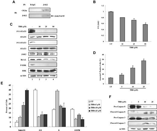 Figure 6. Inhibition of autonomous activation of JAK-STAT signaling and induction of apoptosis in HEL cells by the CK2 inhibitor TBB. (A) Lysates of HEL cells were immunoprecipitated with anti-JAK2 and R-IgG and then immunoblotted with the indicated antibodies. (B) HEL cells were treated with different concentrations of TBB (10-50μM) for 4 hours. The protein concentration of cell lysates was measured in duplicate, and 65 μg of total protein was analyzed for JAK2 pYpY 1007/1008 expression with ELISA, and then normalized to JAK2 expression. The value of the untreated sample was arbitrarily set as 1. Three independent experiments were performed and error bars show ± SD. *P < .05. (C) HEL cells were treated with different concentrations of TBB (10-50μM) for 4 hours. Cell lysates were immunoblotted with the indicated antibodies. (D-F) HEL cells were treated with different concentrations of TBB (5-25μM) for 24 hours. (D) Cells were stained with annexin V and propidium iodide and examined by flow cytometry. Experiments were performed in triplicate and error bars show ± SD. *P < .05. (E) HEL cells were fixed overnight, stained with propidium iodide, and digested with RNase. The percentage of cells in the sub-G1, G1, S, and G2/M phases was examined by flow cytometry. (F) Cell lysates were immunoblotted with the indicated antibodies.