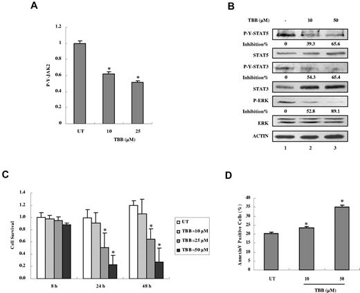 Figure 7. Inhibition of autonomous activation of JAK-STAT signaling and induction of apoptosis in primary PV cells by the CK2 inhibitor TBB. (A) Primary PV cells were treated with 10 or 50μM of TBB for 4 hours. The protein concentration of cell lysates was measured in duplicate and 100 μg of total protein was analyzed for JAK2 pYpY 1007/1008 expression with ELISA and then normalized to JAK2 expression. The value of the untreated sample was arbitrarily set as 1. Three independent experiments were performed and error bars show ± SD. *P < .05. (B) Primary PV cells were treated with 10 or 50μM TBB for 4 hours. Cell lysates were immunoblotted with the indicated antibodies. The densitometric ratios of P-Y-STAT-3 versus STAT-3, P-Y-STAT-5 versus STAT-5, and P-ERK versus ERK were calculated. The values of lanes 2 and 3 were compared with that of lane 1 (control, no inhibition) and the percentage of inhibition was determined. (C) Primary PV cells were treated with different concentrations of TBB (10-50μM) for the indicated times and cell survival was measured with the WST-1 assay. The value of the untreated sample (8 hours) was arbitrarily set as 1. Experiments were performed in triplicate and error bars show ± SD. *P < .05. (D) Primary PV cells were treated with 10 or 50μM TBB for 24 hours. Cells were stained with annexin V and propidium iodide and examined by flow cytometry. Experiments were performed in triplicate and error bars show ± SD. *P < .05.