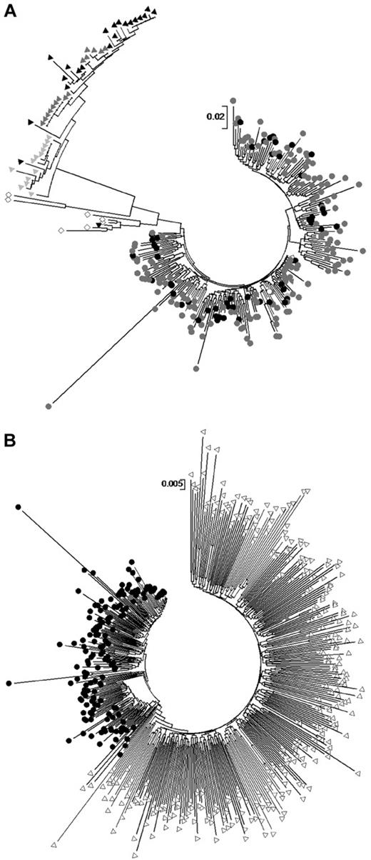 Figure 1. Maximum likelihood phylogenetic trees and full-length gag sequences. (A) Maximum likelihood phylogenetic trees of SM cohort p17 sequences (black circles) shown with length-matched publicly available sequences derived from plasma donation-associated HIV-1 infection from other cities in Henan as described in Zhang et al22 (gray circles), a subtype B′ reference sequence (open circle), injecting drug user–associated p17 sequences also generated20 (triangles of different colors from 3 different regions in China) and sexual-transmission sequences from Beijing (open diamonds). (B) Full-length gag sequences from SM cohort subjects (black circles) are shown in a maximum likelihood phylogenetic tree with matched-length gag sequences sampled from a subtype B-infected population in the United States (open triangles). Because of the sample size, a bootstrap value from 500 replications was only obtained for the nef maximum likelihood tree and was found to be 87% for the SM cluster. We obtained bootstrap values for gag and pol clusters using neighbor-joining trees, which shared the same topology as maximum likelihood trees, and these were both > 80%.