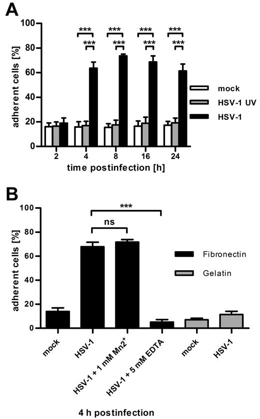 Figure 1. DCs infected with herpes simplex virus type 1 adhere to fibronectin and down-regulate CYTIP expression. (A) Quantification of adherent cells shows that, as early as 4 hours after infection, HSV-1 strongly increases the fibronectin adherence of infected DCs. Mature DCs were mock-infected (white columns) or infected with UV-inactivated virus (gray columns) or HSV-1 (black columns) at a MOI of 1. At the indicated time points after infection, cells were allowed to adhere to fibronectin-coated 96-well plates. Adherence was quantified by measuring β-glucuronidase activity of adherent cells. (B) Fibronectin adhesion of HSV-1-infected DCs (MOI 1) is mediated by integrins and is specific for fibronectin. Four hours after infection, DCs were treated with 1mM Mn2+ or 5mM EDTA and were allowed to adhere to fibronectin-coated (black columns) or gelatin-coated (gray columns) 96-wells. Adherence was quantified by measuring β-glucuronidase activity. Mn2+ has no significant effect on the adhesion of infected DCs, whereas ethylenediaminetetraacetic acid completely blocks adhesion. Neither mock-infected nor HSV-1-infected DCs adhere to gelatin. Error bars represent ± SD. ***P < .001. ns indicates not significant. Experiments were repeated at least 3 times independently. Each single experiment was performed in quadruplicate.