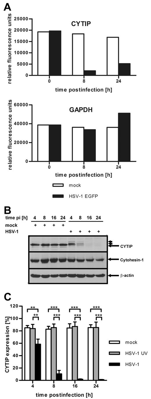 Figure 2. CYTIP is rapidly down-regulated in HSV-1-infected DCs. (A) Total mRNA was isolated from HSV-1 EGFP-infected (MOI of 1, black columns) and mock-infected (white columns) DCs at the indicated time points. The RNA was labeled and hybridized to Affymetrix Human Genome U133A arrays. The expression profile of CYTIP (top graph) shows a dramatic down-regulation 8 and 24 hours after infection compared with mock-infected cells. The expression profile of GAPDH (bottom graph) is shown as control; no significant influence on gene expression could be observed. (B) DCs were mock-infected or infected with HSV-1 at a MOI of 1 and harvested at the indicated time points after infection (pi). Western blot analyses with antibodies against CYTIP (top panel), cytohesin-1 (middle panel), and β-actin as loading control (bottom panel) show that CYTIP is rapidly down-regulated in HSV-1-infected DCs, whereas cytohesin-1 is only slightly influenced by infection. Small arrows indicate the appearance of additional CYTIP bands with higher molecular masses. (C) Exact quantification of CYTIP expression in mock-infected DCs (white columns), cells treated with UV-inactivated HSV-1 virions (gray columns), and HSV-1-infected DCs (MOI of 1, black columns) by intracellular flow cytometry illustrates that CYTIP is down-regulated with fast kinetics only after infection with HSV-1. Error bars represent ± SD. ***P < .001. **P < .01. Gene profiling by Affymetrix analysis (A) was performed once. Experiments B and C were repeated at least 3 times independently. (B) One representative experiment is shown.