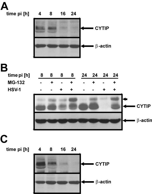 Figure 3. CYTIP is degraded via the proteasome, and vhs and ICP0 do not contribute to its degradation. Western blot analyses were performed with an antibody specific for CYTIP. Infection with either a vhs deletion mutant virus (A) or an ICP0 deletion mutant (C) leads to degradation of CYTIP with kinetics similar to that of HSV-1 wild-type infection. DCs were infected at a MOI of 1 and harvested at the indicated time points after infection (pi). (B) Inhibition of the proteasome by the addition of 10 μM MG-132 beginning 1 hour after infection completely blocks the loss of CYTIP. Notably, an additional band with higher molecular weight accumulates in MG-132-treated samples. The enrichment of this band in HSV-1–infected DCs indicates a modification that is marked for degradation. Experiments were performed at least 3 times independently, and 1 representative experiment is shown.
