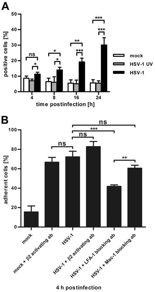 Figure 5. Activated LFA-1, not Mac-1, determines the fibronectin adhesion of HSV-1-infected DCs. (A) Flow cytometric analyses of activated CD11b were performed in mock-infected (white columns), HSV-1–UV-infected (gray columns), and HSV-1–infected (black columns) DCs at the indicated time points after infection. Although Mac-1 is only marginally activated at early time points after infection, its activation increases at later time points. (B) Four hours after infection, fibronectin adhesion assays were performed using 20 μg/mL of the β2 activatory antibody KIM185, the LFA-1 blocking antibody NKI-L15, or the Mac-1 blocking antibody Bear-1, respectively. Activation of β2-integrins on mock-infected DCs renders them highly adhesive, although it has no effect on HSV-1–infected DCs. Blocking of Mac-1 on infected cells has no significant effect on DC adhesion to fibronectin, whereas it is strongly reduced by the inhibition of LFA-1. Error bars represent ± SD. ***P < .001. **P < .01. *P < .05. ns indicates not significant. The experiments were repeated at least 3 times independently, and each single adhesion experiment was performed in quadruplicate.