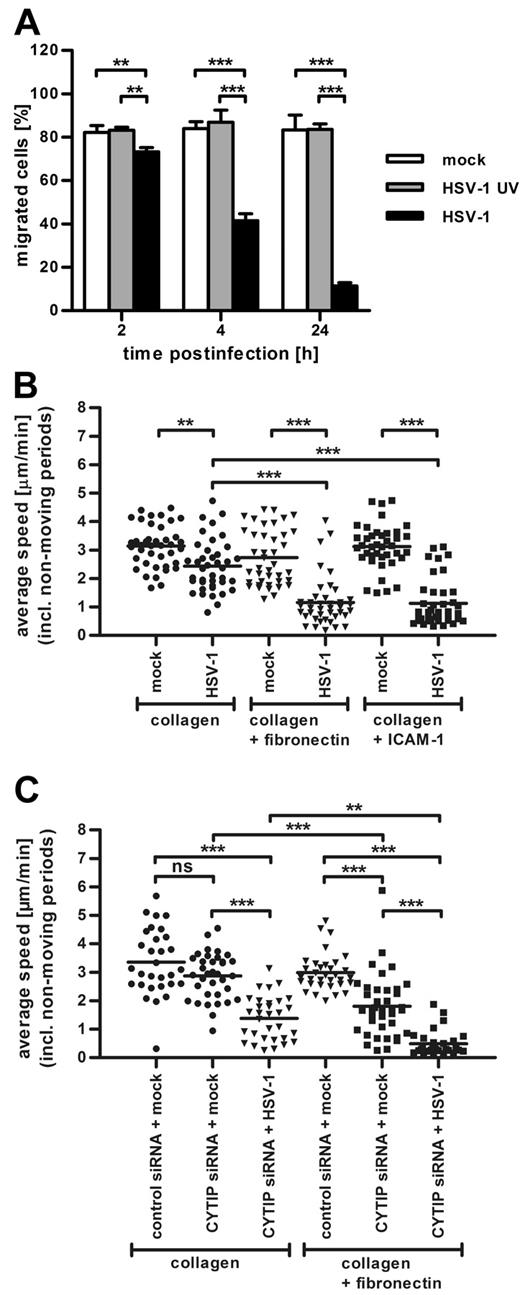 Figure 6. Chemotaxis of mature DCs is impaired after HSV-1 infection and CYTIP knockdown. (A) Transwell migration assays on fibronectin-coated transwells of mock-infected (white columns), HSV-1 UV-infected (gray columns), and HSV-1-infected (black columns) DCs harvested at the indicated time points after infection show that the infection with HSV-1 dramatically reduces DC chemotaxis toward CCL19. (B) The chemotaxis of HSV-1–infected DCs toward CCL19 in a 3D-collagen matrix or in collagen matrices containing 20 μg/mL fibronectin or 75 μg/mL ICAM-1 Fc-coated beads is decreased compared with mock-infected cells in all conditions. The presence of immobilized integrin ligands in the gels further reduces migration of HSV-1–infected DCs but has no influence on mock-infected DCs. (C) A total of 4 × 106 immature DCs were electroporated with 10 μg of a nontargeting control siRNA or with 10 μg siRNA targeting CYTIP. Four hours later, maturation cocktail was added and DCs were matured for 48 hours. Where indicated, mature CYTIP-knockdown DCs were additionally infected with HSV-1. Subsequently, DCs were used in 3D migration assays in pure collagen gels or in gels containing 20 μg/mL fibronectin. Silencing of CYTIP strongly impairs migration of DCs in collagen gels containing fibronectin. The infection of CYTIP-silenced DCs further reduces chemotaxis in both conditions but has a more prominent effect in fibronectin-coated gels. DC migration toward a CCL19 gradient was monitored by bright-field time-lapse videomicroscopy beginning 90 minutes after infection. Cells were imaged at a frame rate of 2 minutes. The average speed of a cell was calculated as the step length per minute, including nonmoving periods and displayed in micrometers per minute. Average speed was quantified from 30 cells for each condition over 180 frames (B-C). Error bars represent ± SD. ***P < .001. **P < .01. ns indicates not significant. One representative experiment of 3 is shown.