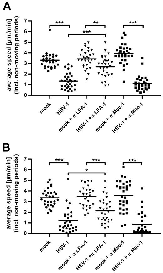 Figure 7. LFA-1 activation in HSV-1–infected DCs strongly reduces their chemotaxis. The specific influence of LFA-1 and Mac-1 on the adhesion of HSV-1–infected DCs was determined by adding the anti-LFA-1 and anti-Mac-1 blocking antibodies NKI-L15 and Bear-1, respectively (both 20 μg/mL) in collagen matrices coated with fibronectin (A) or containing immobilized ICAM-1 Fc (B). In both conditions, the migration of mock-infected DCs was not significantly influenced either by LFA-1 or Mac-1 blocking antibodies. In contrast, the inhibition of LFA-1 significantly increased migration of infected DCs, whereas blocking of Mac-1 had no effect. Chemotaxis toward a CCL19 gradient was monitored by bright-field time-lapse videomicroscopy beginning 90 minutes after infection at a frame rate of 2 minutes. The average speed from 30 cells for each condition over 180 frames was calculated as the step length per minute, including nonmoving periods and displayed in micrometers per minute. Error bars represent ± SD. ***P < .001. **P < .01. *P < .05. One representative experiment of 3 is shown.