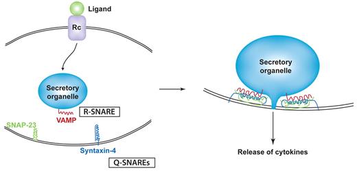 Figure 2. Binding model for SNAREs in cytokine secretion. Ligand/receptor binding elicits signaling that initiates trafficking in classic secretory pathways. At each step of transport (eg, a secretory granule fusing with the plasma membrane), a specific R-SNARE (VAMP) in the secretory organelle membrane partners with a Q-SNARE complex (eg, composed of SNAP-23 and syntaxin-4) in the target membrane. SNARE binding involves the formation of a 4-helix coiled-coil structure that is modeled to winch membranes together to allow membrane fusion and extrusion of cytokines from the granule interior.