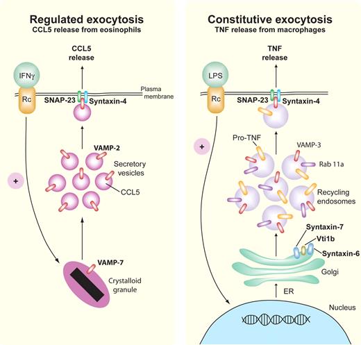 Figure 4. Regulated and constitutive exocytosis of cytokines. Representative pathways are shown for SNARE-mediated regulated (eosinophil, left) and constitutive (macrophage, right) release of CCL5/RANTES and TNF, respectively. In regulated exocytosis, IFNγ-stimulated eosinophils release preformed CCL5/RANTES by piecemeal degranulation from their crystalloid granules via small secretory vesicles that express the Q-SNARE VAMP-2 (red) for binding to cognate R-SNAREs, SNAP-23 (green), and syntaxin-4 (blue). Constitutive exocytosis occurs during stimulation by LPS, which leads to continuous trafficking of newly synthesized pro-TNF from the ER through the Golgi to recycling endosomes, which use the SNARE complex Vti1b/syntaxin-6/syntaxin-7 to transport pro-TNF to recycling endosomes. From the recycling endosome to the cell membrane, the R-SNARE VAMP-3 (red) on recycling endosomes binds to Q-SNAREs SNAP-23 (green) and syntaxin-4 (blue) in the cell membrane to fuse the recycling endosomes for TNF cleavage and release at the cell exterior. Rab11a (purple) is involved in directing SNARE binding at the cell membrane.
