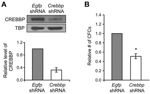 Figure 2. Reduction of CREBBP in S17 cells decreases their ability to support HSCs. (A) Representative Western blot of CREBBP protein in S17 cells after infection with a lentivirus encoding either a control shRNA (Egfp shRNA) or an shRNA targeted at Crebbp (Crebbp shRNA). TATA box-binding protein (TBP) was used as a loading control. The bar graph below shows the quantification of CREBBP levels from 3 independent experiments ± SEM. The value of the control cell line (Egfp shRNA) was set at 1. (B) Relative number of CFCs produced by wild-type LT-HSCs cocultured on S17 cells infected with a lentivirus containing Egfp-shRNA or Crebbp-shRNA. The number of CFCs produced after 6 weeks of coculture on the S17 control cell line was set at 1. Data represent means from 3 independent experiments ± SEM (*P = .045).