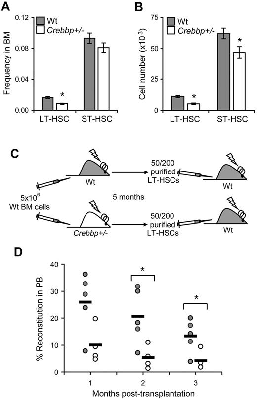 Figure 3. Crebbp+/− microenvironment fails to support HSCs in vivo. (A) Average frequency ± SEM of LT-HSCs and ST-HSCs in BM of wild-type (Wt) and Crebbp+/− recipients (n ≥ 12; *P = .000 01). (B) Average numbers ± SEM of LT-HSCs and ST-HSCs per 2 femurs (n ≥ 12; LT-HSCs, *P = .000002; ST-HSCs, *P = .024). (C) Experimental design of serial transplantation experiments. (D) Percentage of donor-derived PB leukocytes in secondary Wt recipients transplanted with 50 purified LT-HSCs isolated from the BM of primary Wt (gray circles) and Crebbp+/− recipients (○). Each circle represents an individual secondary recipient. The horizontal bars indicate the average values. Wt HSCs previously exposed to a Crebbp+/− microenvironment reconstituted significantly less (*P < .05) compared with HSCs that had been previously exposed to a Wt microenvironment.