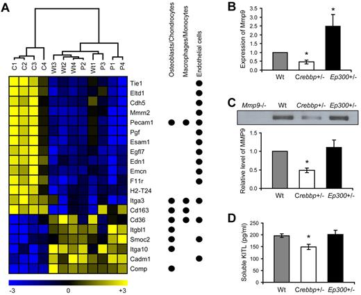 Figure 6. Reduced levels of MMP9 and soluble KITL in a Crebbp+/− microenvironment. (A) Heat map of genes that encode secreted and cell-surface molecules found to be significantly different between Crebbp+/− (C 1-4) and wild-type (Wt 1-4) BM stroma, but not between Ep300 (P 1-4) and wild-type stroma. Pearson correlation was used for the hierarchical clustering. Each column represents an independent BM stroma sample, and each row represents the gene indicated by its symbol on the right. Expression values were row normalized, and the color represents the relative expression levels as indicated by the scale below the heat map. The black circles on the far right indicate the stroma cell type in which the expression of the gene had been reported previously. (B) Relative Mmp9 expression levels in Wt, Crebbp+/−, and Ep300+/− BM stroma measured by qRT-PCR (n = 6). The values from Wt were set at 1 (*P < .05). (C) Representative Western blot showing MMP9 protein levels in equal volumes of supernatant of Wt, Crebbp+/−, and EP300+/− BM stroma cultures of similar cell density. The lower panel represents the quantification of 3 independent Western blot experiments. The value of MMP9 in the wild-type BM stroma supernatant was set at 1 (*P = .003). (D) Average concentration ± SEM of soluble KITL measured by ELISA in serum samples obtained from Wt, Crebbp+/−, and Ep300+/− mice (n = 14-17; *P = .002).