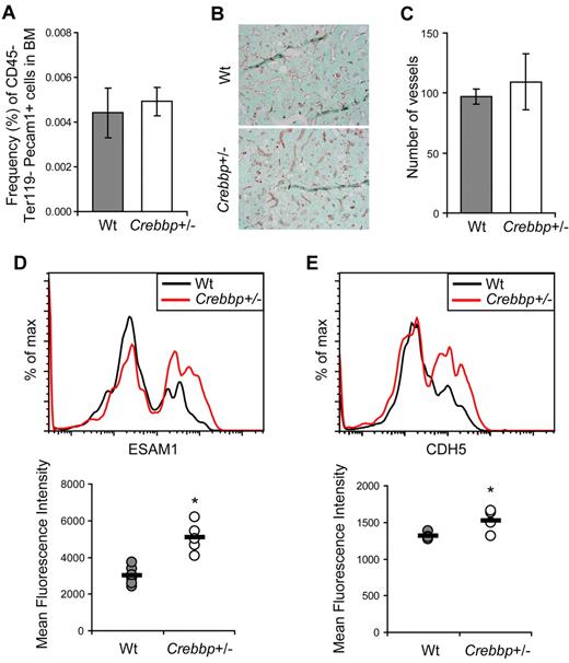 Figure 7. Increased ESAM1 and CDH5 expression on a subset of Crebbp+/− endothelial cells. (A) Frequency of endothelial cells identified as CD45−Ter119−PECAM-1+ cells in the BM of wild-type (Wt) and Crebbp+/− mice (n ≥ 7). (B) Representative histological sections of PECAM-1–stained vessels (shown in brown) in the BM of Wt and Crebbp+/− mice (BX41 microscope; Olympus DP71 Digital Imaging System) at a magnification of 20×. (C) Data represent the average number of vessels ± SEM counted in the defined region 0.2 mm below the growth plate in the BM of Wt and Crebbp+/− mice (n = 3-5). (D) Representative FACS profile and mean fluorescence intensities of ESAM1 expression on CD45−Ter119−PECAM-1+ BM cells (n = 6; P = .0005). (E) Representative FACS profile and mean fluorescence intensities of CDH5 expression on CD45−Ter119−PECAM-1+ BM cells (n = 4; P = .042).