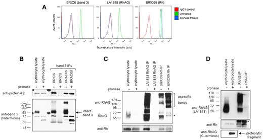 Figure 2. Band 3 and RhAG extracellular epitopes are disrupted by cell-impermeable pronase treatment. (A) Flow cytometry histograms show the destruction of BRIC6 (band 3) and LA1818 (RhAG) but not BRIC69 (Rh) epitopes on treatment with 500 μg/mL pronase. a.u., arbitrary units. (B) 3 × 107 untreated erythrocytes or erythrocytes treated with 500 μg/mL pronase were lysed and used for each immunoprecipitation with anti–band 3 antibodies BRIC6 and BRAC66. Immunoprecipitates (IPs) were subjected to SDS-PAGE and Western blotting and were immunoblotted with anti–protein 4.2 and anti–band 3 N-terminal-specific antibodies sequentially without stripping. Lane 1 and 2 represent 130 of the immunoprecipitation input. * indicates original protein 4.2 staining. (C) RhAG (LA1818) and Rh (BRIC69) immunoprecipitations from pronase-treated or untreated intact erythrocytes. Lanes 1 and 2 represent 130 of the immunoprecipitation input. Proteins were detected with antibodies raised against the C termini of Rh and RhAG. (D) RhAG immunoprecipitation using a rabbit polyclonal antibody raised against the C terminus of RhAG. Proteins were detected with a carboxyl-terminal–specific Rh antibody or with LA1818 for RhAG. * indicates cross-reactivity with IgG. Erythrocyte lysates represent 130 of the immunoprecipitation input.