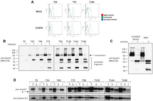 Figure 4. Band 3 and protein 4.2 interact initially in an intracellular compartment. (A) Example of flow cytometry histograms confirming destruction of BRIC6 (band 3) and LA1818 (RhAG) epitopes on differentiating erythroblasts at 24, 72, and 144 hours of differentiation. (B) 1 × 106 cells from indicated stages of differentiation were either treated (+) or not (−) with 500 μg/mL pronase before lysis (T = time in hours). Proteins were immunoblotted with the N-terminal intracellular epitope antibody BRIC170 (band 3). Intact uncleaved band 3 and N-terminal cleavage products are indicated. (C) Total cell lysate from equal numbers (1 × 106) of a purified reticulocyte population (RETICS) or erythrocytes (RBCS) treated or not with 500 μg/mL pronase were immunoblotted with anti–band 3 antibody BRIC170. Note the existence of a pool of internal band 3 (∼ 1% by densitometry) in pronase-treated reticulocytes that is absent in pronase-treated erythrocytes. (D) 1.5 × 107 cells at the indicated stages of differentiation were used for total (T), internal (I), or surface (S) immunoprecipitations, respectively, using the band 3 antibody BRIC6 as described in “Immunoprecipitations and total cell lysates.” Proteins were detected by immunoblotting with polyclonal antibodies raised against protein 4.2 and the C terminus of band 3 sequentially without stripping. * indicates the original protein 4.2 staining before detection of band 3.