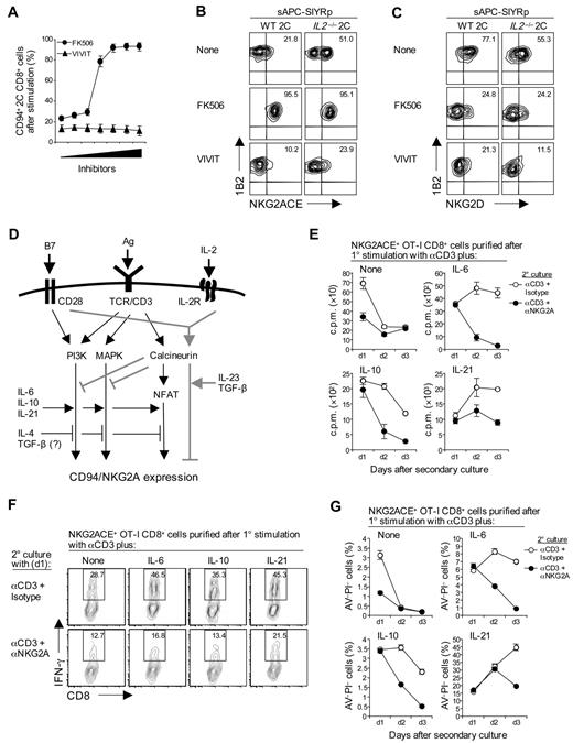 Figure 6. NFAT-independent negative signaling by calcineurin and inhibitory function of CD94/NKG2A. (A) A total of 2 × 105 total spleen cells from 2C TCR Tg mice were stimulated with 10μM SIYR peptide with or without calcineurin and NFAT inhibitor, FK506 and VIVIT, respectively, at the indicated concentrations (0.3-20nM for FK506 and 0.3-20μM for VIVIT). (B-C) A total of 1 × 105 naive WT and IL2−/− 2C CD8+ T cells were stimulated with 2 × 105 irradiated T-depleted B6 spleen cells pulsed with 10μM SIYR peptide (sAPC-SIYRp) with or without 5nM FK506 or 5μM VIVIT. On day 3 after culture, cells were analyzed for expression of the indicated NK receptors (A, CD94; B, NKG2ACE; C, NKG2D) by flow cytometry. (D) Schematic diagram for signaling pathways regulating CD94/NKG2A expression. TCR ligation induces both positive and negative signaling for CD94/NKG2A expression via PI3K and MAPK and through the calcineurin pathway, respectively. Negative signaling through the calcineurin pathway is NFAT independent and is further potentiated by B7/CD28 interaction, although only with concomitant interaction with IL-2; in the absence of IL-2, CD28/B7 interaction enhances positive signaling, thereby resulting in increased CD94/NKG2A expression compared with CD3 ligation alone. Thus, under defined conditions, the NFAT-dependent classic calcineurin pathway does serve to induce positive signaling for CD94/NKG2A expression, together with the PI3K and MAPK pathways; these pathways may act as potential targets for the positive and negative regulation of the various cytokines indicated. (E-G) A total of 4 × 104 NKG2ACE+ CD44hi OT-I CD8+ T cells purified on day 3 after primary (1°) stimulation of naive OT-I cells with plate-bound anti-CD3 monoclonal antibody (5 μg/mL) in the presence or absence of cytokines IL-6, IL-10, or IL-21 (50 ng/mL) were restimulated with plate-bound anti-CD3 monoclonal antibody (2.5 μg/mL) plus either isotype control or anti-NKG2A monoclonal antibody (10 μg/mL). Proliferation (E), IFN-γ production (F), and apoptotic cell death (G) were analyzed on the indicated time points after secondary (2°) culture. The percentages of cells in the respective regions (B-C,F) are indicated. (A-C,E-G) Data are representative of 2 or 3 independent experiments (A,E,G; mean ± SD).