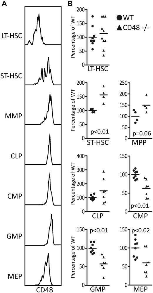 Figure 1. CD48 loss causes the progenitor compartment to lose equilibrium. (A) CD48's expression throughout the hematopoietic progenitor compartment including the LT-HSCs, ST-HSCs, multipotent progenitor (MPP), common lymphoid progenitor (CLP), common myeloid progenitor (CMP), granulocyte/monocyte progenitors (GMP), and the megakaryocyte/erythrocyte progenitors (MEP). (B) The BM of the CD48−/− 8- to 12-week-old mice show significant differences in the proportions of short-term progenitors with the long-term HSCs (SPKLS CD34−Flk2−) remaining stable as determined by a Student t test.