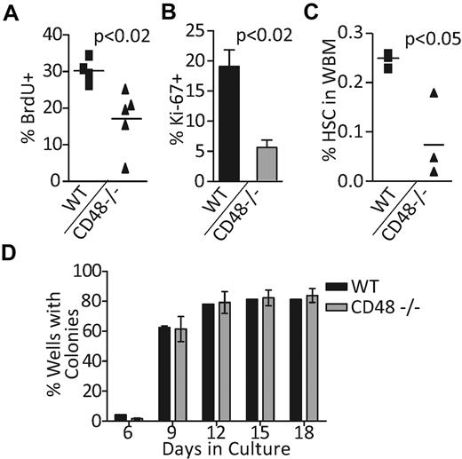 Figure 3. CD48−/− HSCs are less proliferative in vivo. (A) The number of HSCs completing the cell cycle was assessed by in vivo BrdU labeling. HSCs (SPKLS) were purified from WT and CD48 −/− mice after 3 days of BrdU exposure. (B) HSCs (SPKLS) from CD48−/− and WT mice were isolated by flow cytometry and cells were examined for expression of Ki-67, a marker of actively cycling cells. (C) 5-FU was used to challenge the HSCs (SPSL) in CD48 knockout and WT mice and the cells were examined 6 days post 5-FU. (D) Single HSCs (SPKLS) were sorted into a 96-well plate with methocult to promote stem cell proliferation and colony formation in 3 separate experiments. Wells were inspected for colonies at regular intervals after plating and the percentage of wells with colonies at each time point was recorded. In this assay, CD48−/− cells performed equivalently to WT cells.