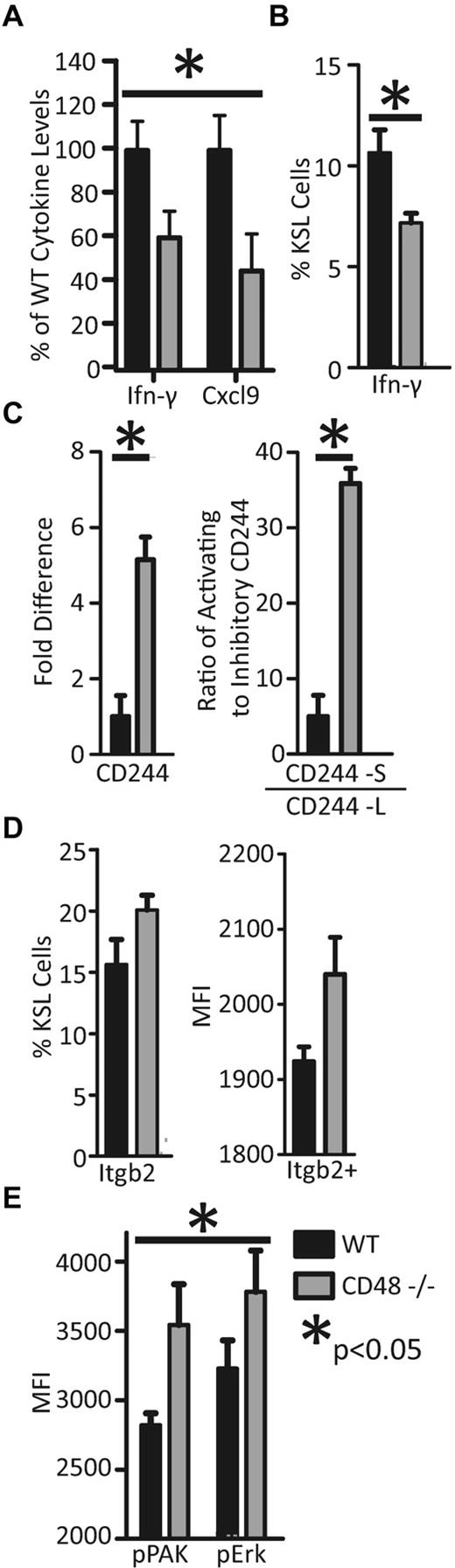 Figure 4. CD48−/− BM microenvironment displays a dysregulation of cytokines. (A) BM supernatant was isolated from 8- to 12-week-old CD48−/− and WT mice, and using cytokine bead arrays we found a severe decrease in IFNγ and Cxcl9. Other cytokines showed a trend of lower levels in the CD48−/− BM (supplemental Figure 3). (B) Intracellular IFNγ was examined by flow cytometry in hematopoietic progenitors (KLS). A small but consistent population of IFNγ+ progenitors was observed, and the CD48−/− mice exhibited a smaller population of IFNγ+ cells in comparison to WT. (C) CD244 expression was examined in short-term progenitors (SPneg KLS) with TaqMan real-time PCR. CD244 was found to be 5-fold higher in the CD48−/− short-term progenitors. SYBR green real-time PCR was used to analyze the CD244 isoforms present in the short-term progenitors (SPneg KLS) and GAPDH was used as an external control. (D) The Itgb2-Vav-Pak-Erk pathway was examined by flow cytometry to determine whether it was up-regulated in the CD48−/− hematopoietic progenitors (KLS). The number of Itgb2+ cells was slightly increased in the CD48−/− KLS cells, moreover CD48−/− cells expressing Itgb2 did so at a higher level. (E) In addition, activation of Pak and Erk, as measured by phosphorylation, was significantly increased in the CD48−/− KLS cells (2-way ANOVA, P < .05).